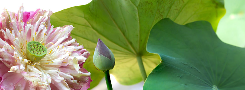 Blooming lotus and green leaf lotus pods in the vowel and bud young flowers nature image