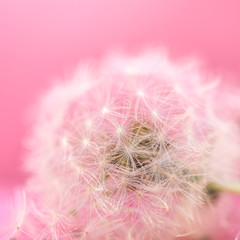 Selective focus on Dandelion seeds on pink background