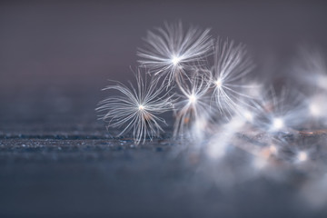 Selective focus on Dandelion seeds for nature background	