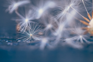 Selective focus on Dandelion seeds for nature background	