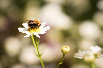 bumblebee sits on a Daisy flower on a green background