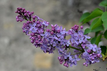 Obraz premium Lilas 