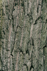 Texture of tree bark for background