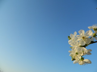  cherry flowers on blue sky background