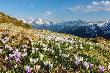 Frühling in den Alpen in Österreich
