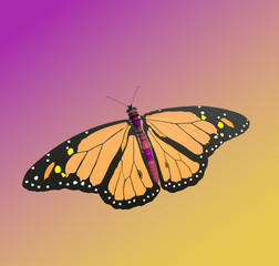 Colorful orange and black butterfly 3D illustration on gradient color background. Collection.