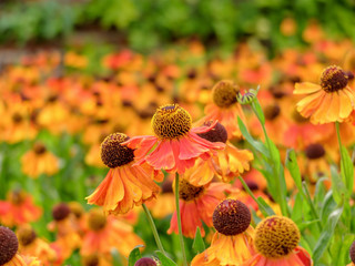 Orange Helenium Flowers