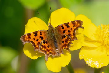 Comma (Polygonia c-album) on marsh marigold. Butterfly in the family Nymphalidae, feeding on Caltha...