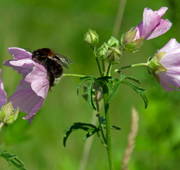 Hummel auf Blüte im Frühling