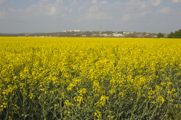 Fototapeta premium Yellow rapeseed field. Shrovetide culture Sinapis.