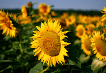 Yellow Sunflower field