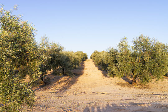 olive tree  grove