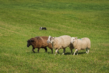 Three Sheep (Ovis aries) and Stock Dog in Background