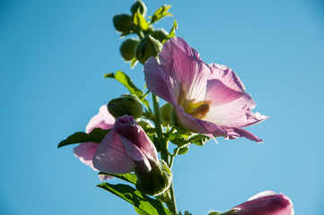 pink Alcea rises on a background of blue sky in the rays of the setting sun