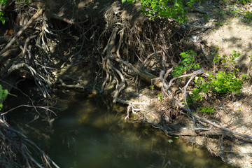 The roots of a tree on the bank of a forest river in a spring day in Texas