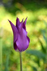 Purple tulip bloom, spring flower close-up	