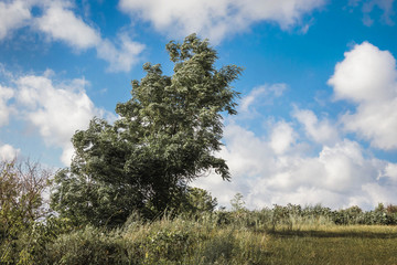 Obraz premium Tree was bent from strong wind. Good summer day with a strong wind_