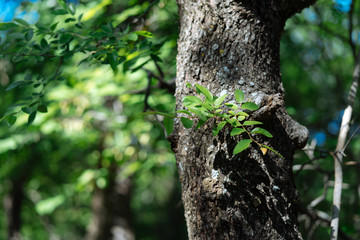 Obraz premium Leaves of trees in the rays of sunlight on a spring day in Texas