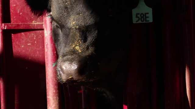 A yearling bull stands in a squeeze shoot while being semen tested at a ranch on Wednesday March 7, 2018 near Water Valley, Alta. Britton Ledingham/iEvolve Photo Inc.