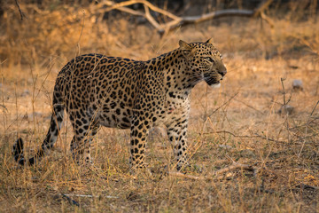 A male leopard from wild 