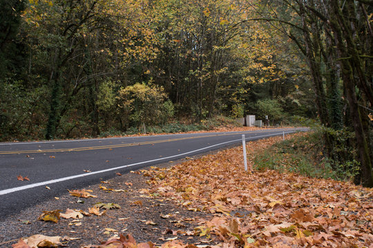 yellow leaves on and alongside a rural wooded road in autumn.