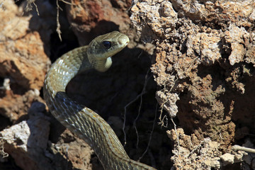 Yellowtailed Cribo (Drymarchon corais corais). Pantanal, Brazil