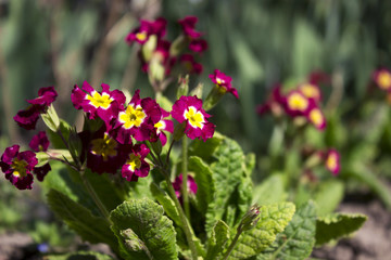 Fototapeta premium Flowering bush burgundy yellow primrose in the garden in the spring. Beautiful, bright flowers of red primrose. Background