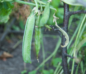 green peas in pods hanging from the Bush. organic fresh food