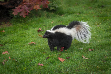 Striped Skunk (Mephitis mephitis) Stands in Grass Tail Down