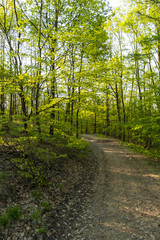 beautiful green forest 
