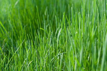 Fototapeta na wymiar Green young grass close-up