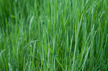Fototapeta na wymiar Green young grass close-up