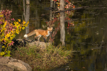 Red Fox (Vulpes vulpes) Looks Out From on Rock