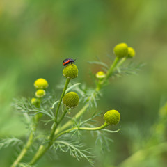 Medicinal plants. Matricaria discoi on a blurred background.