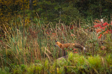 Red Fox (Vulpes vulpes) Stands on Rock Looking Left