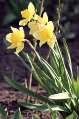 flowering spring daffodil