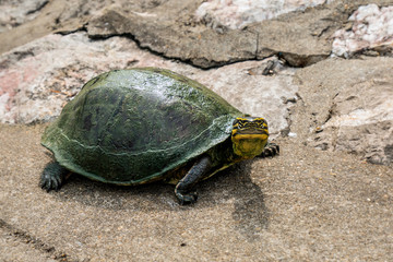 Obraz premium Schildkröte auf Stein schaut in die Kamera