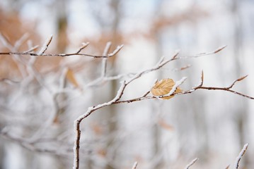 Autumn leaves of beech treeon a tree branch in winter