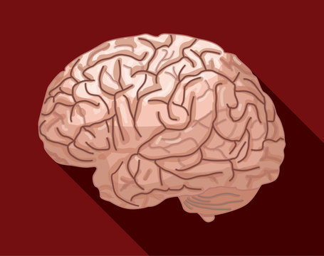 Human brain isolated against red background.Vector illustration.