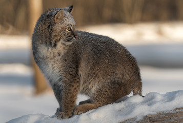 Bobcat (Lynx rufus) Looks Over Shoulder Sitting on Log