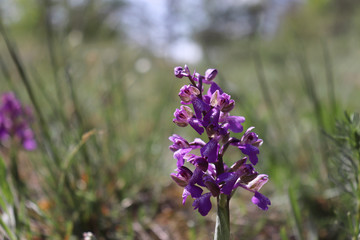 Wild orchids in the meadow ,Anacamptis morio.