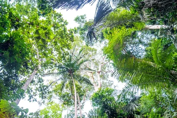 Gordijnen Regenwald von unten © Denis Feldmann