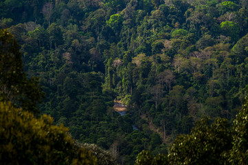 Fototapeta na wymiar Blick auf Regenwald