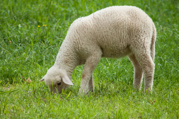 Obraz na płótnie Canvas portrait of lamb grazing in a meadow