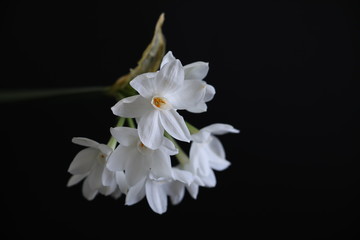 Jonquil on black background. Close up
