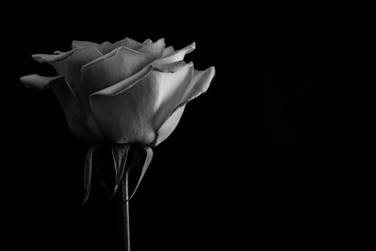 Beautiful rose. in balck and white. Close up