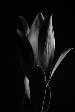 Fototapeta Tropical plant in black and white