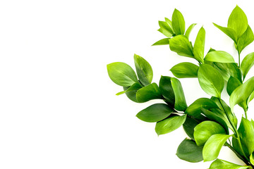 Summer concept. Bright greenery. Sprig with green foliage on white top view space for text