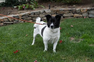 A small white and black dog with floppy ears and a curled tail on a leash standing on grass.