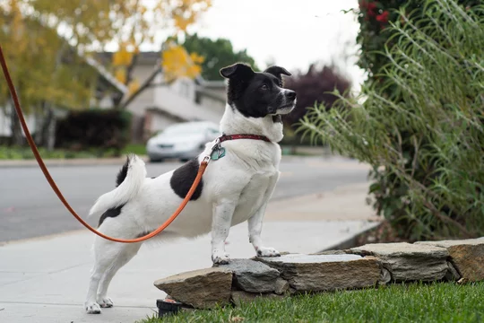 Dogs with curly tails and floppy ears sales